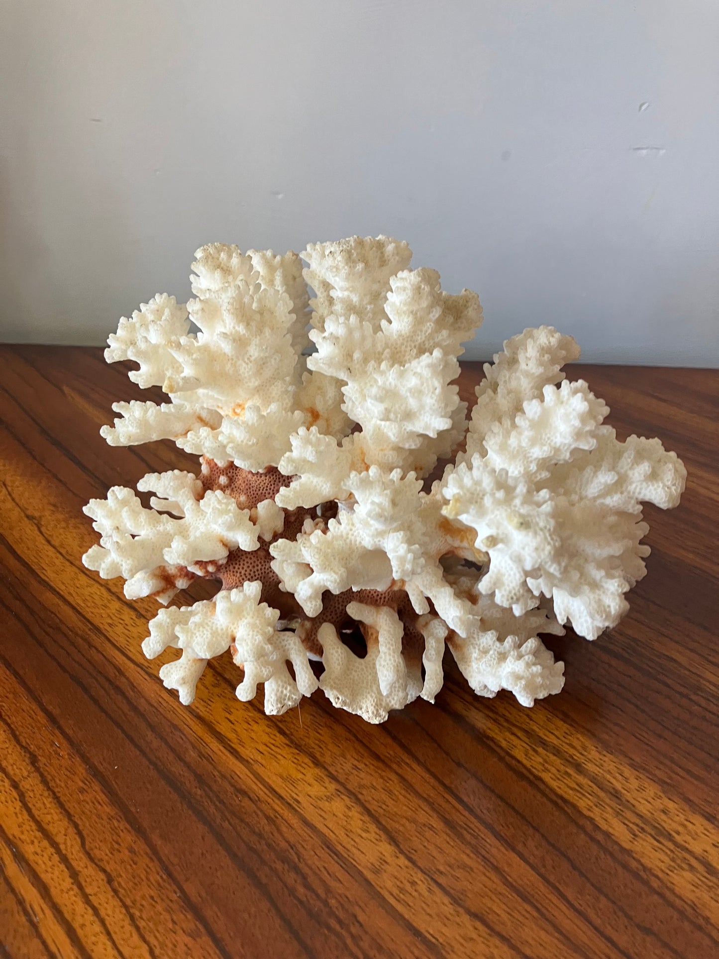 White Coral