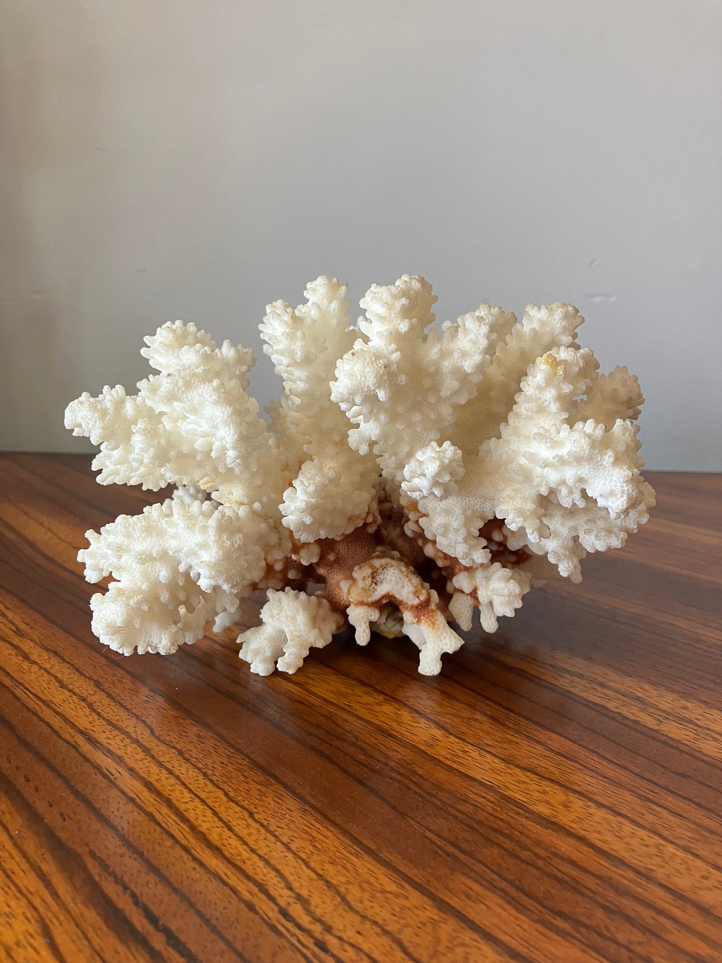 White Coral