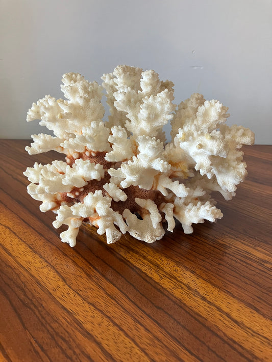 White Coral