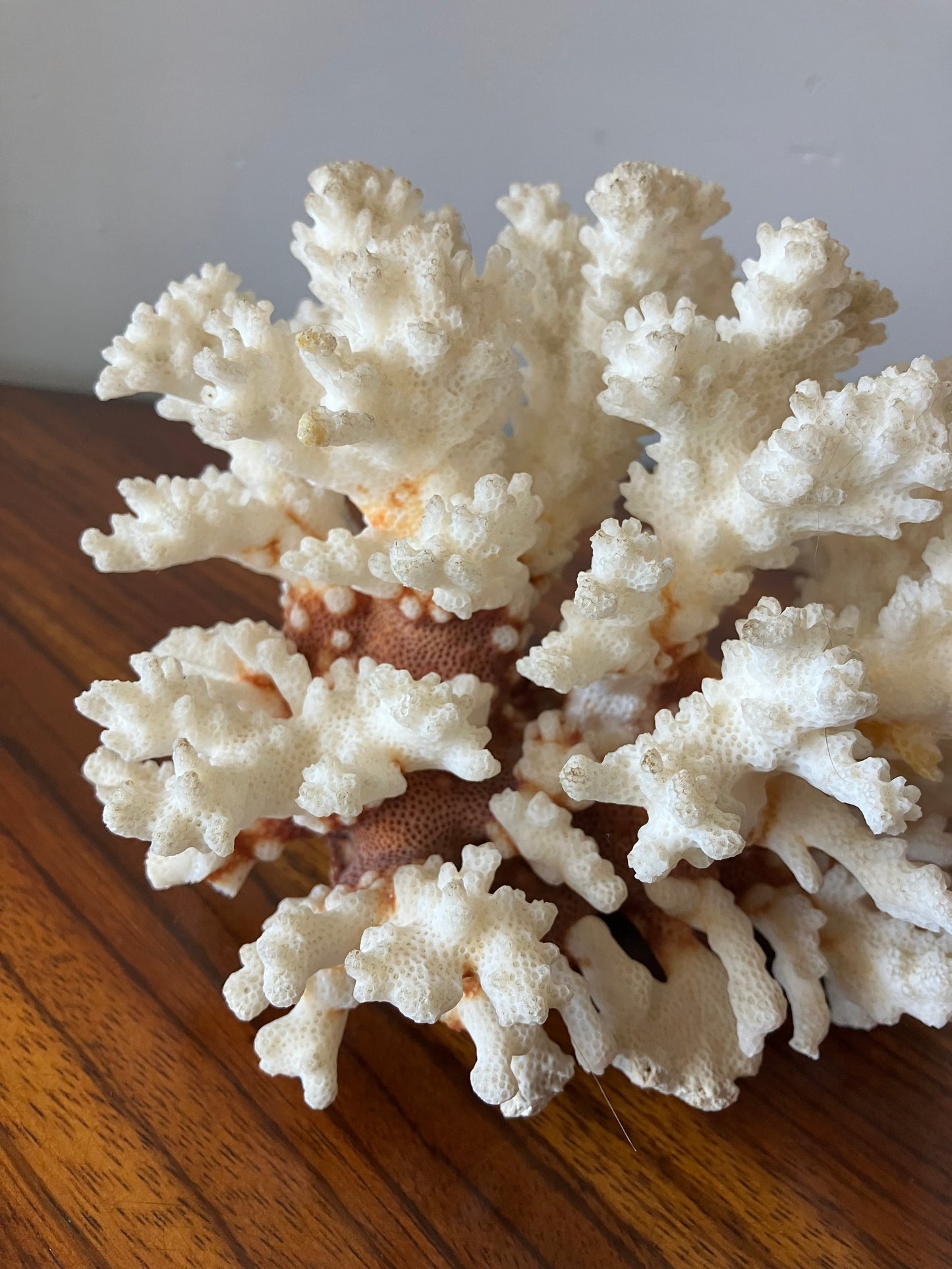 White Coral